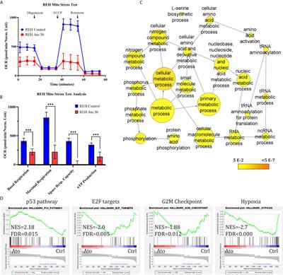 The Protozoan Inhibitor Atovaquone Affects Mitochondrial Respiration and Shows In Vitro Efficacy Against Glucocorticoid-Resistant Cells in Childhood B-Cell Acute Lymphoblastic Leukaemia